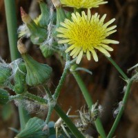 Sonchus oleraceus L.